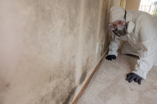 Inglenook, CT Mold Removal & Remediation Company